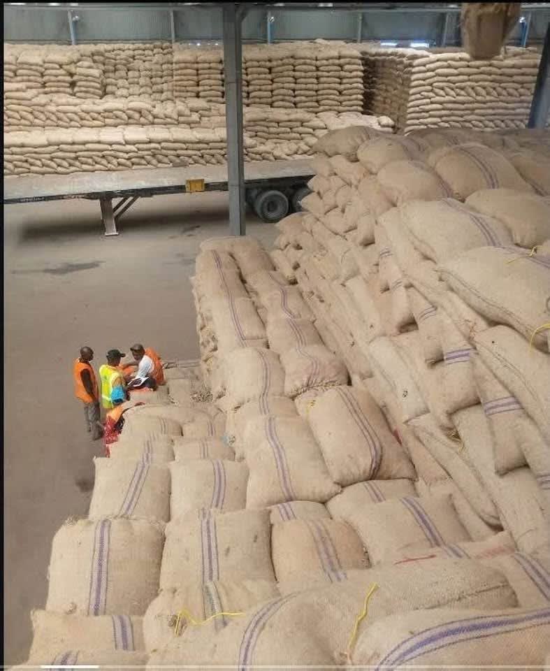 CASHEW NUTS FOR SALE
