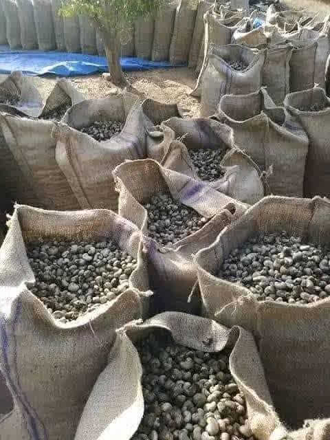CHEAP CASHEW NUTS FOR SALE