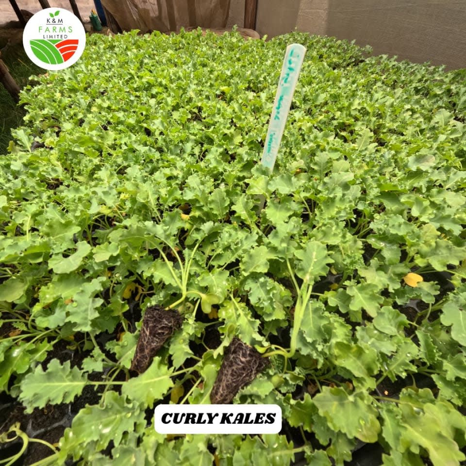 Vegetable Seedlings