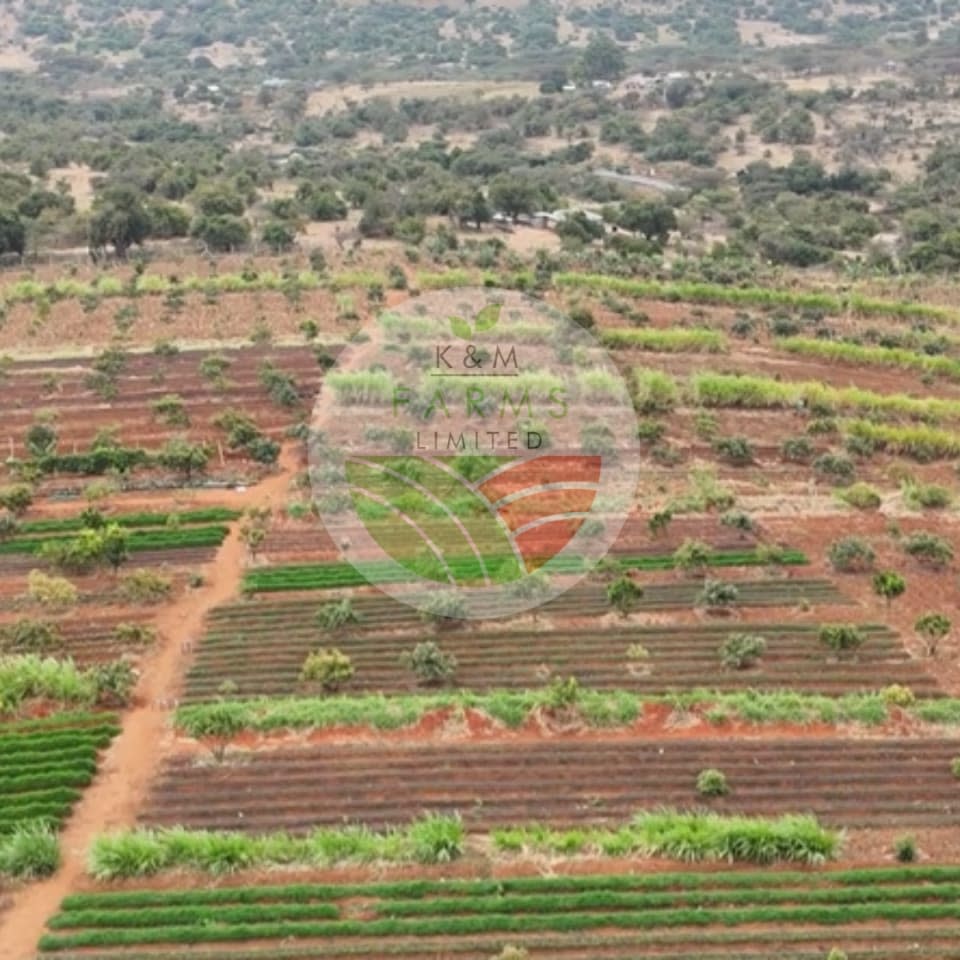 KIMM & MARY FARMS LTD
