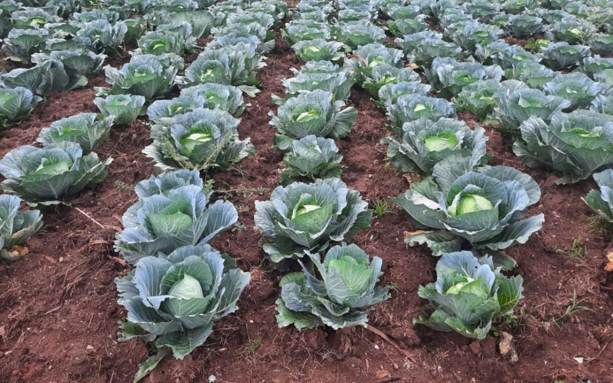 Fresh cabbages
