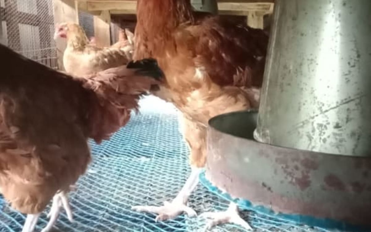 Mature Kienyeji Chicken