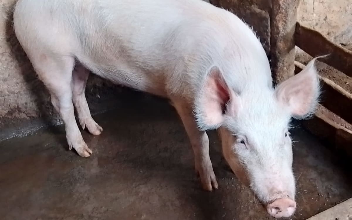 Pig