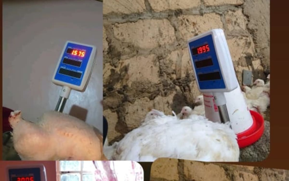 Quality Broiler chicken