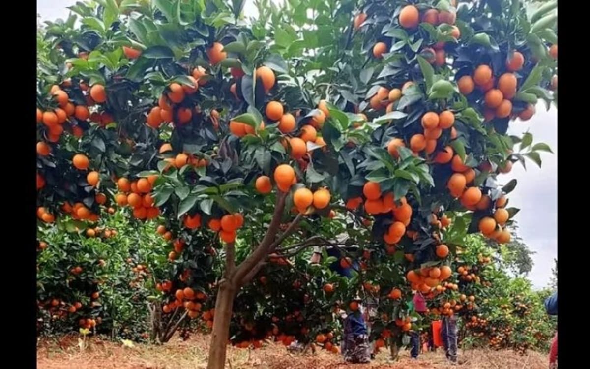 Pixie Fruits