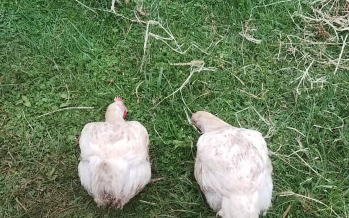 Broilers