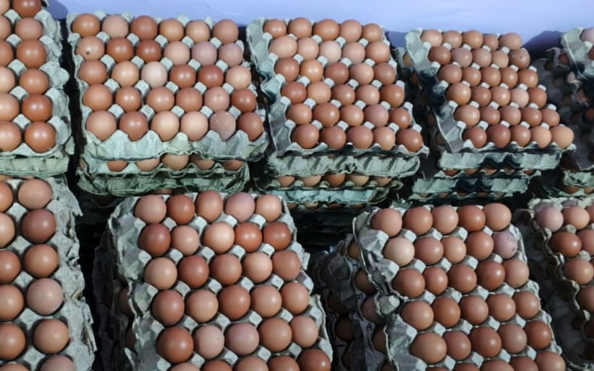 Organic farm fresh eggs