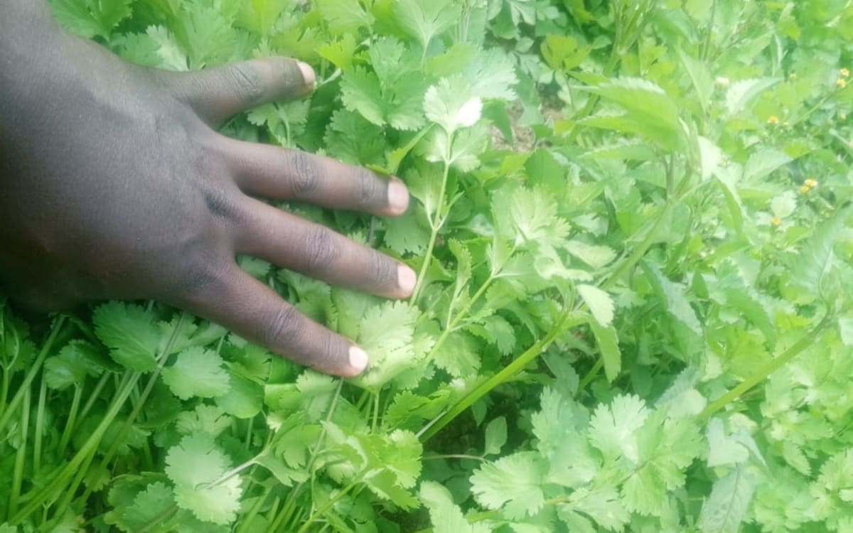 Corriander/DHANIA Available for sale