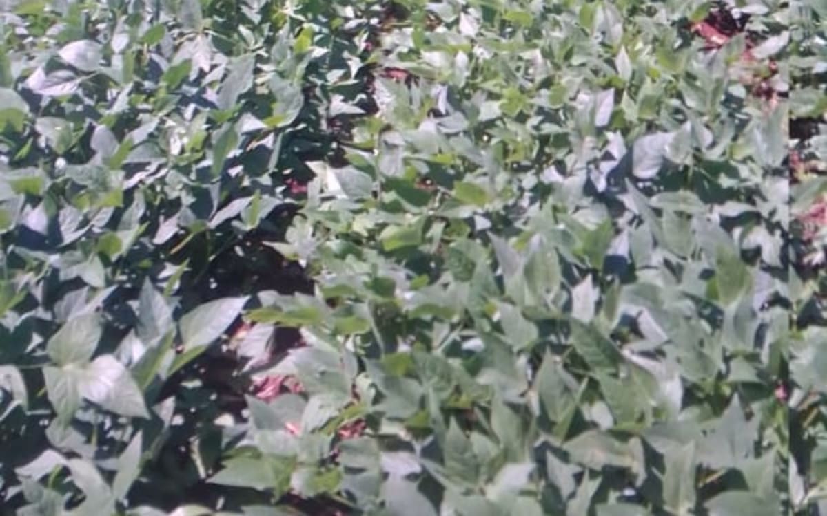 Kunde leaves