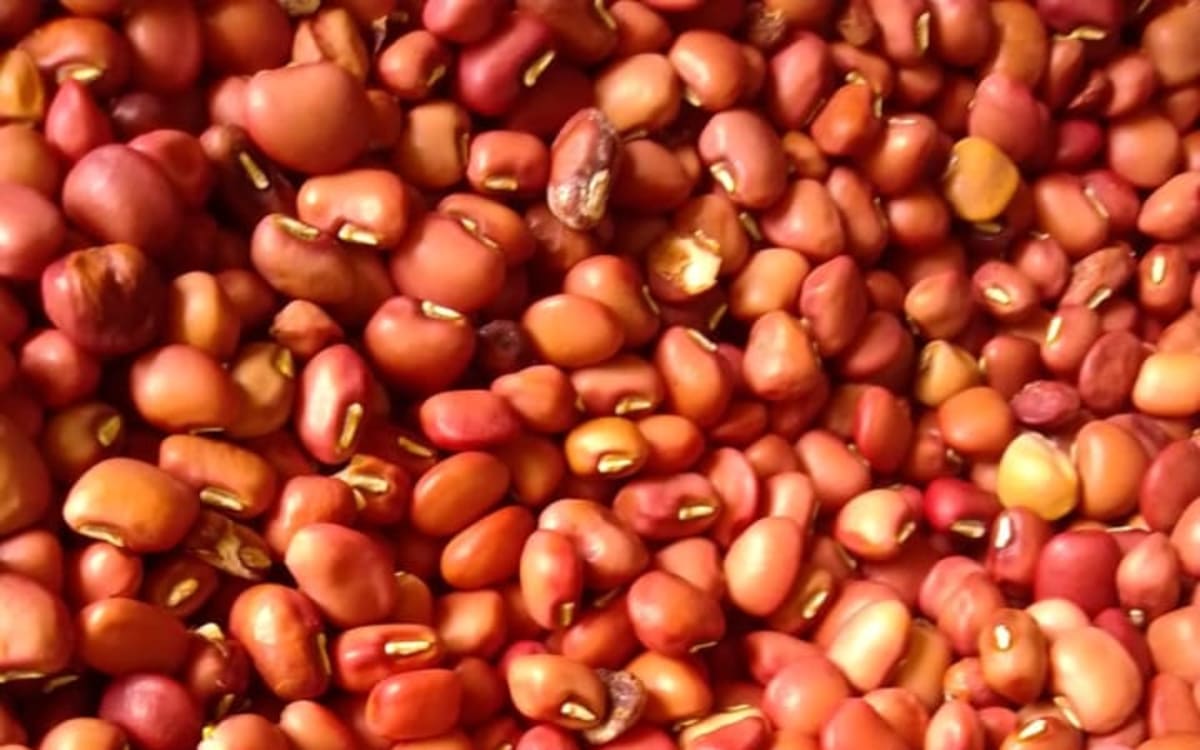 Red kunde
