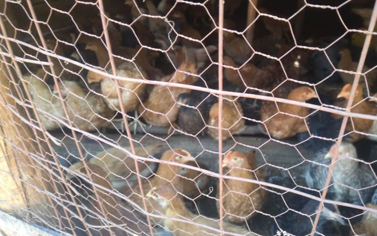 Improved kienyeji chickens