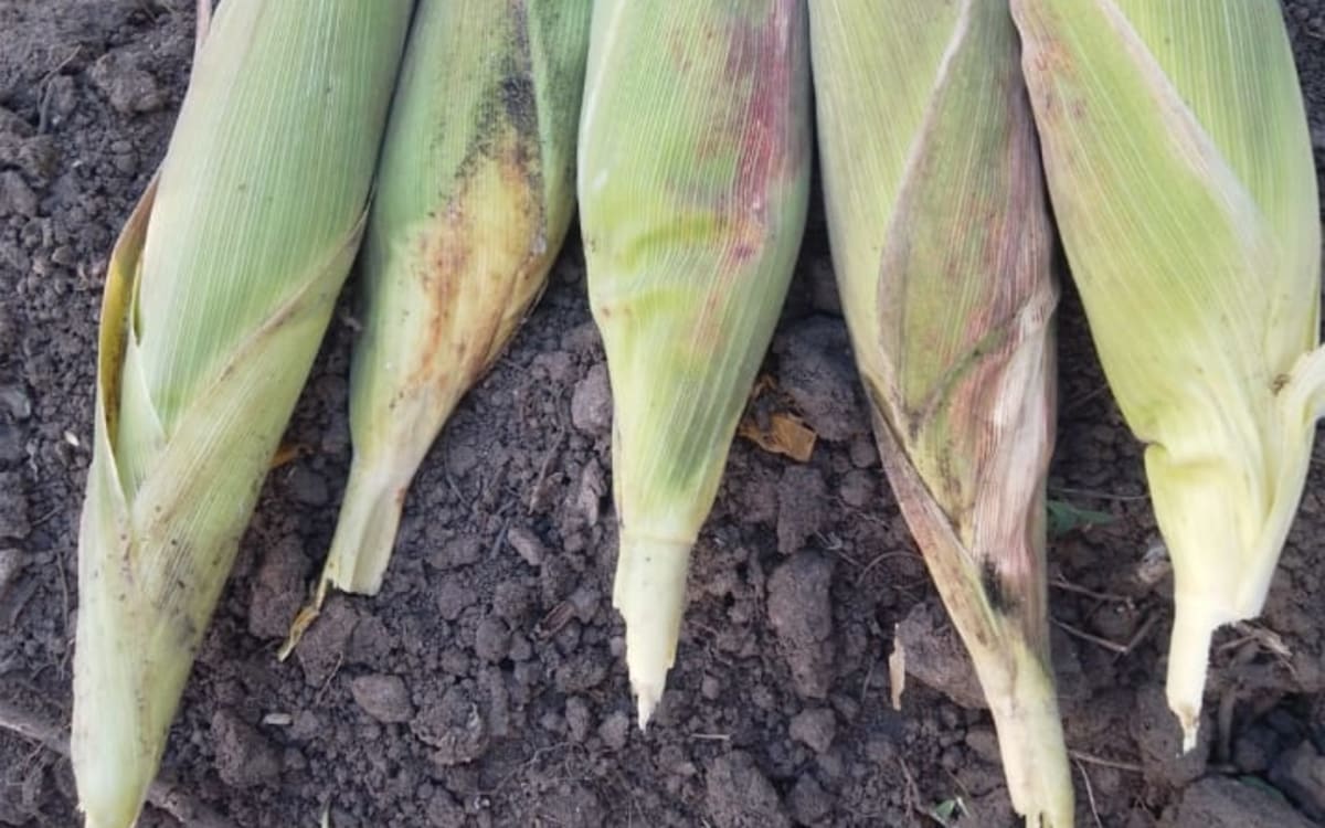 Green Maize