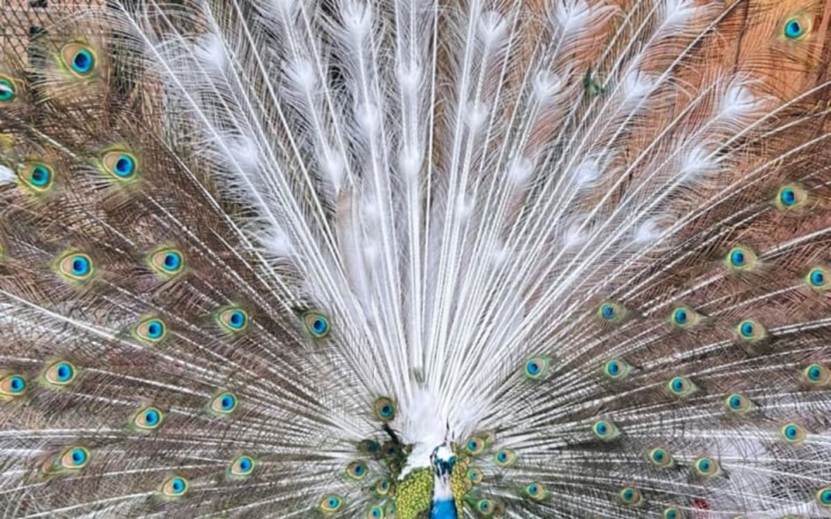 PEACOCK EGGS