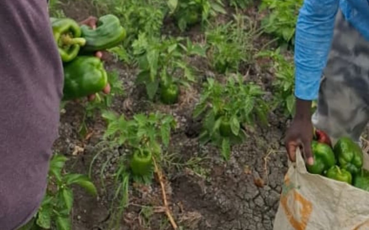 Green, Yellow and Red bell peppers