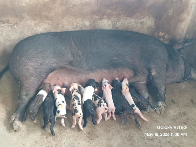 Pig