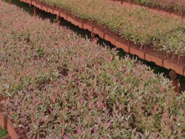 Eucalyptus Hybrid seedlings