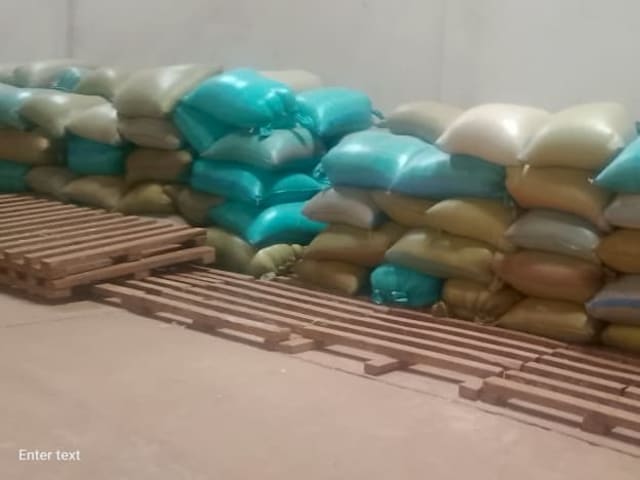 maize