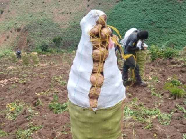 Potatoes