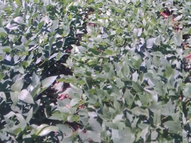 Kunde leaves