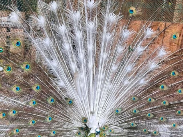 PEACOCK EGGS