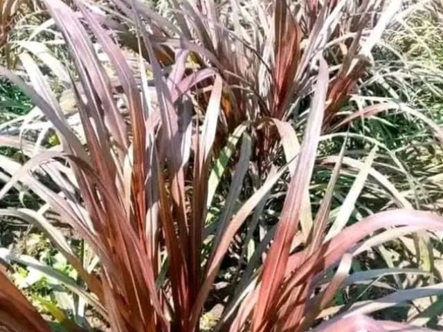 Australian red Napier