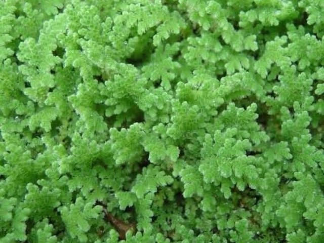 Azolla