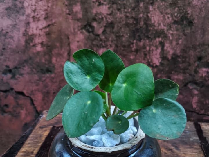 Ornamental house plant- Chinese money plant