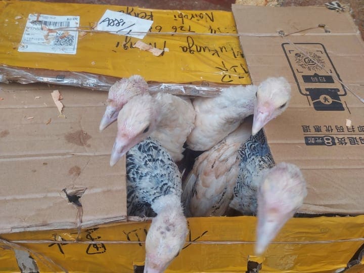 Poultry
