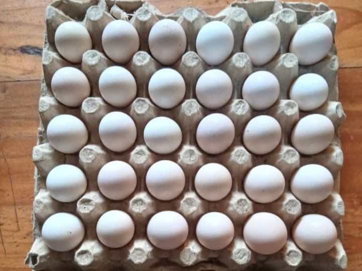 Poultry