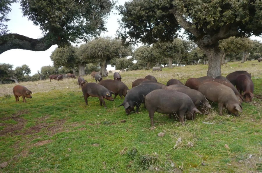 Precio del jamón ibérico por kilo en 2026: guía completa