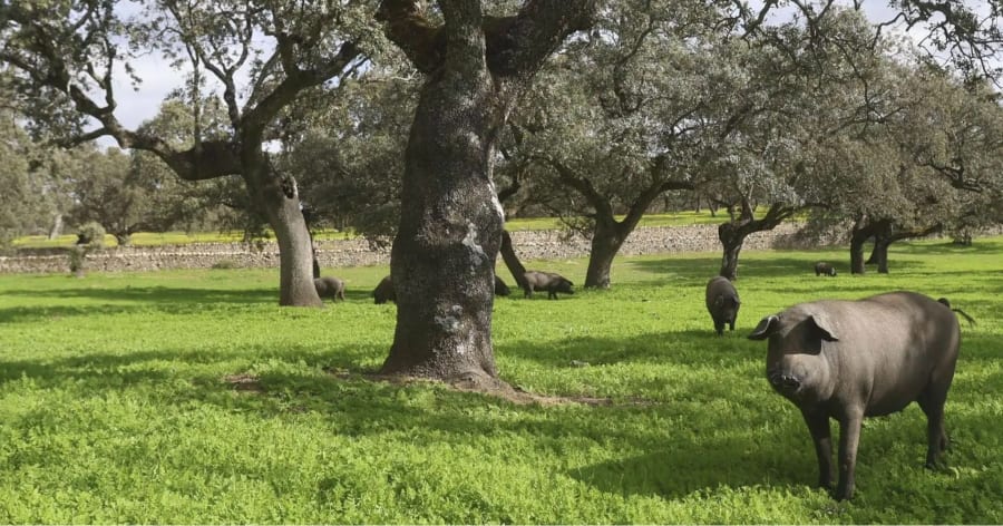 Cómo selecciona un jamonero: 7 criterios que aplicamos en bodega antes de aprobar una pieza · Hernández Jiménez