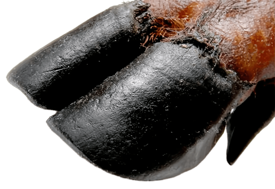 Qué es el jamón pata negra: la etiqueta negra, la montanera y por qué Guijuelo es diferente