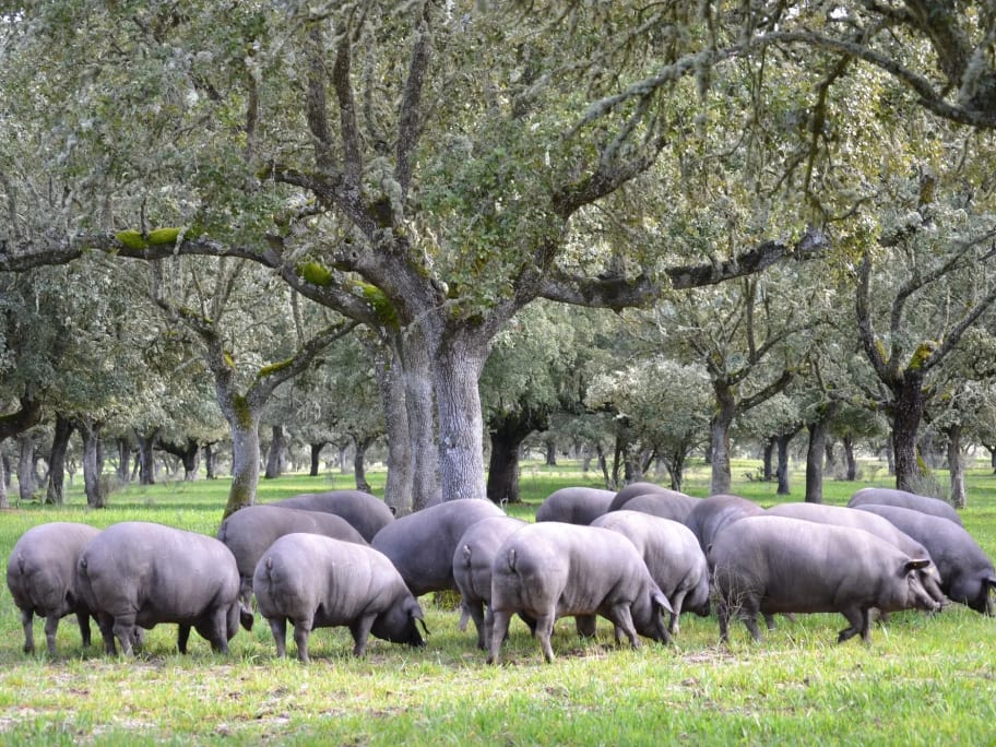 Dehesa de Guijuelo: cerdos ibéricos en libertad bajo las encinas