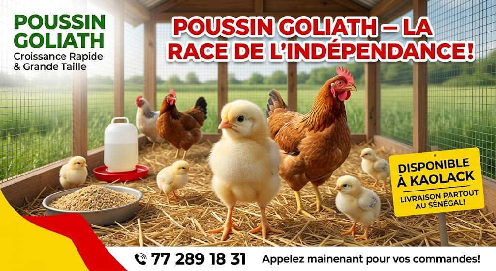 Poussin goliath