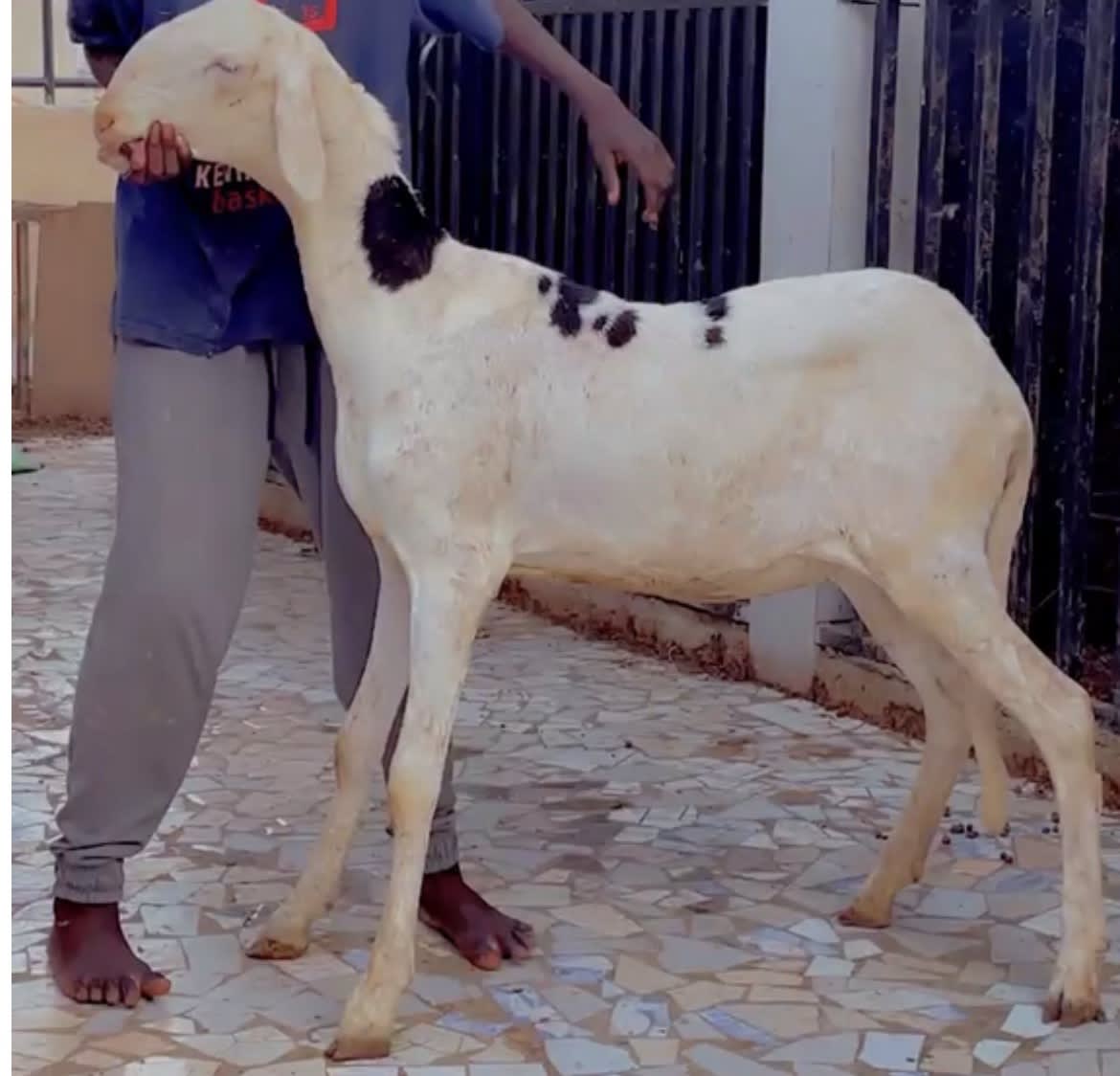 Mouton ladoum coupl — photo 1
