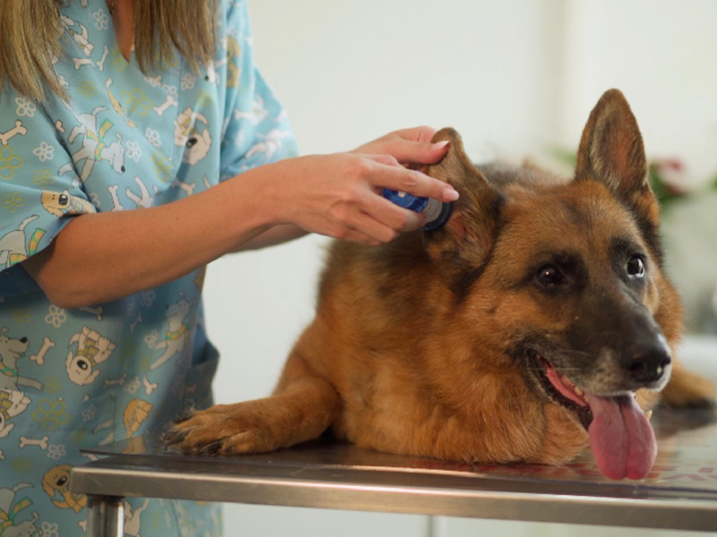 Descubre los beneficios del CBD para perros y gatos