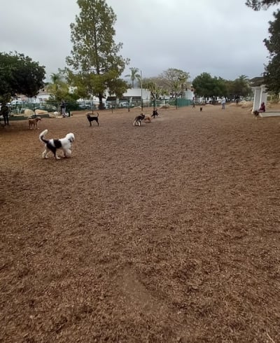 MacKenzie Park Dog Park