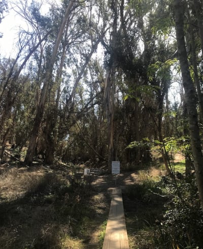 Goleta Monarch Butterfly Grove at Ellwood Mesa