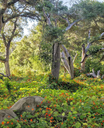 Ennisbrook Open Space