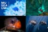📸 Ocean Photography Exhibition Docks in Pyrmont Museum