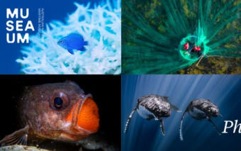 📸 Ocean Photography Exhibition Docks in Pyrmont Museum
