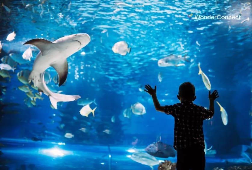 SEA LIFE London Aquarium Things to Do in London