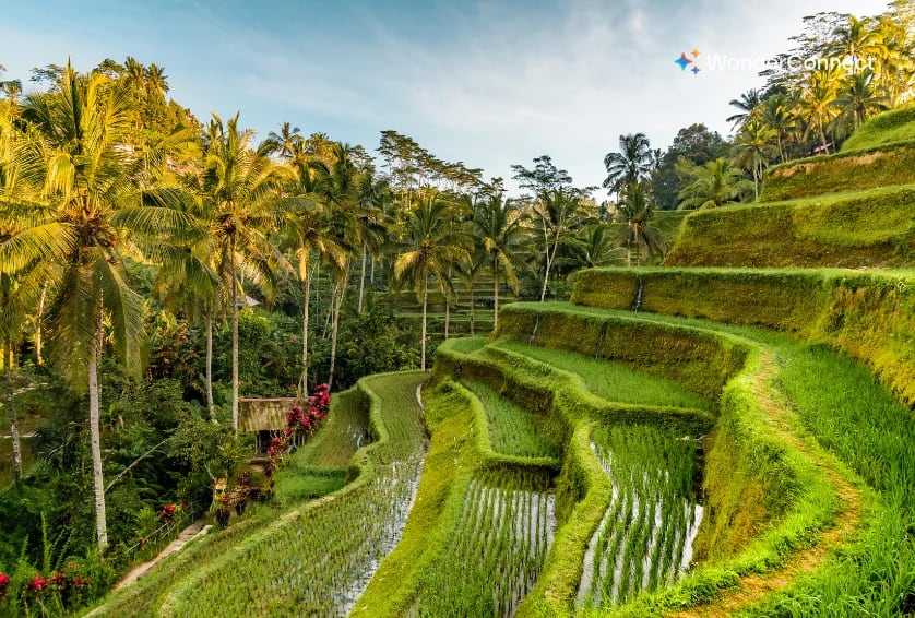 Tegalalang Rice Terraces in Bali