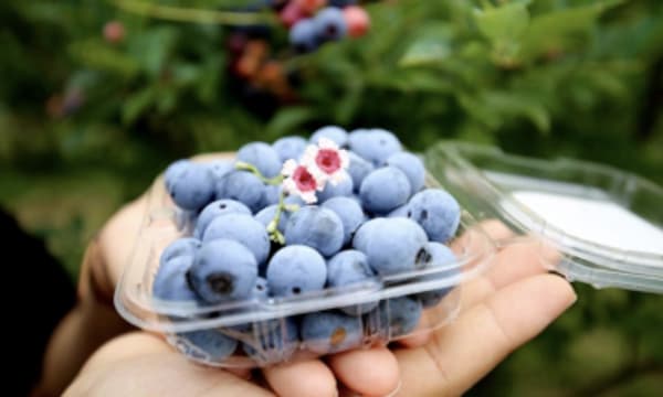 6 loại trái cây quen thuộc giúp thận khỏe mạnh