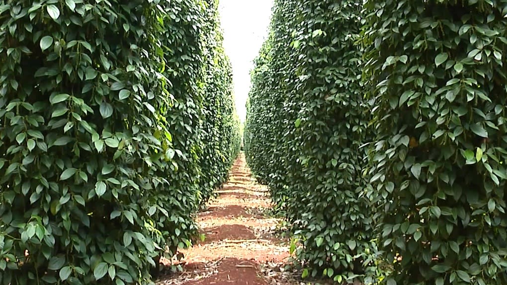 Ngành thủy sản tỷ USD: Người khổng lồ hụt hơi trên đường đua xanh? - 3