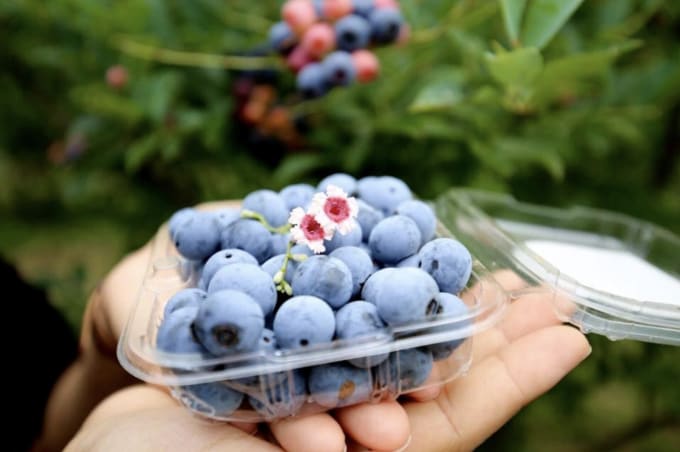 Việt quất là lựa chọn an toàn cho những người đang quan tâm đến chức năng thận. Ảnh: Như Nam