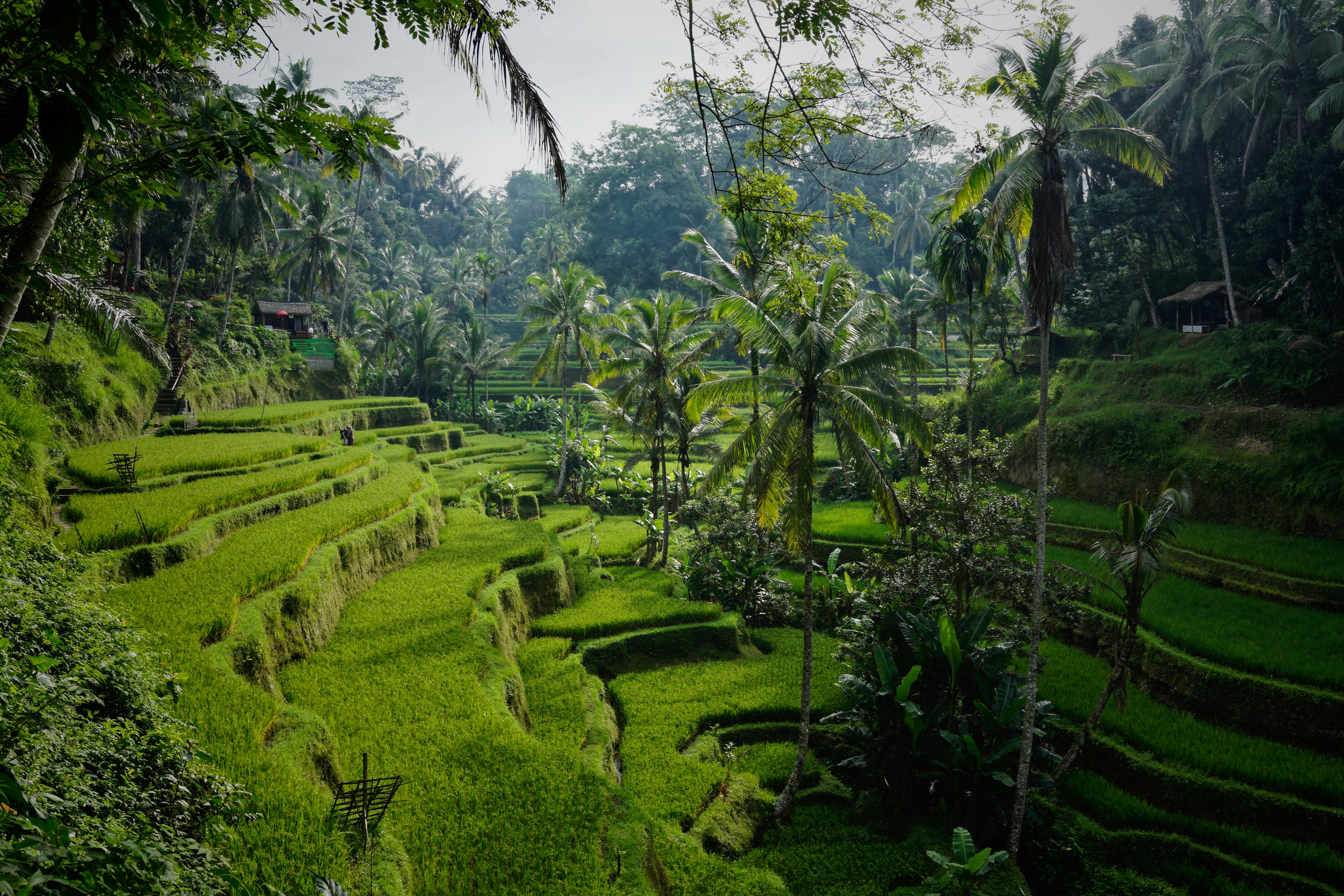 Bali Rice Terraces