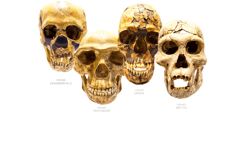 It’s Not That Your Teeth Are Too Big – It’s Your Jaw Is Too Small!
