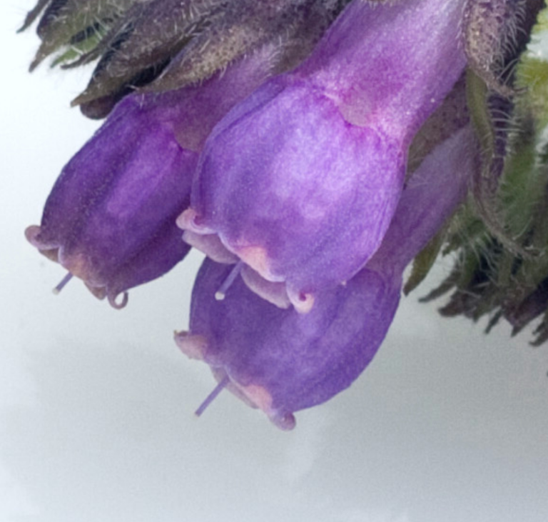 Allantoin