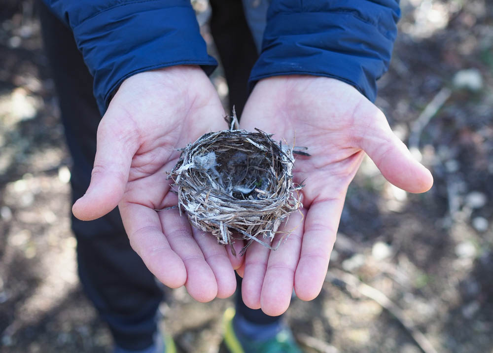 bird nest